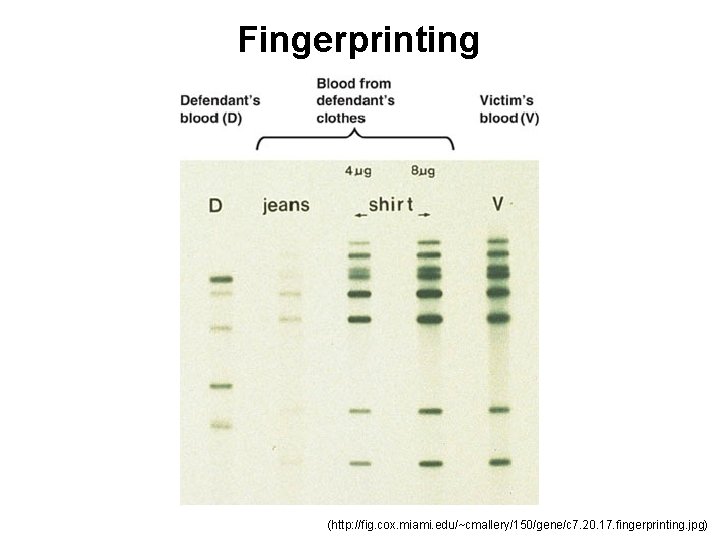 Fingerprinting (http: //fig. cox. miami. edu/~cmallery/150/gene/c 7. 20. 17. fingerprinting. jpg) 