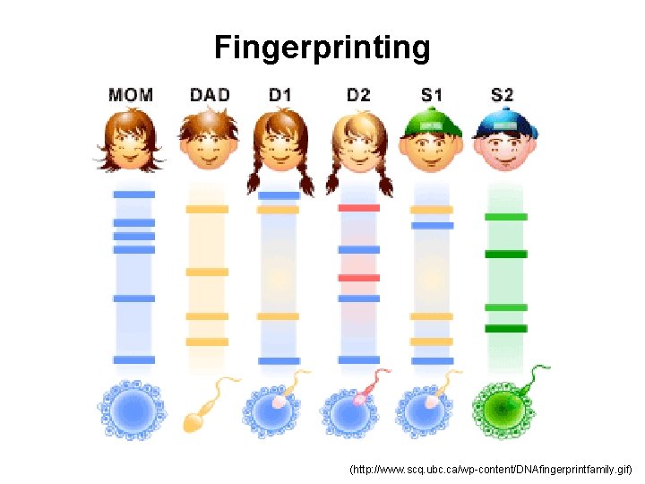 Fingerprinting (http: //www. scq. ubc. ca/wp-content/DNAfingerprintfamily. gif) 