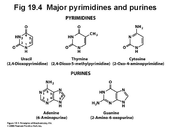 Fig 19. 4 Major pyrimidines and purines 