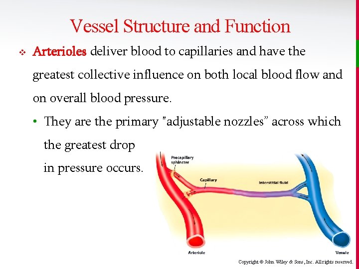 Vessel Structure and Function v Arterioles deliver blood to capillaries and have the greatest