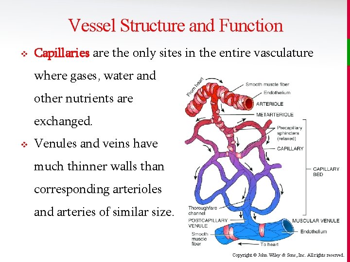 Vessel Structure and Function v Capillaries are the only sites in the entire vasculature
