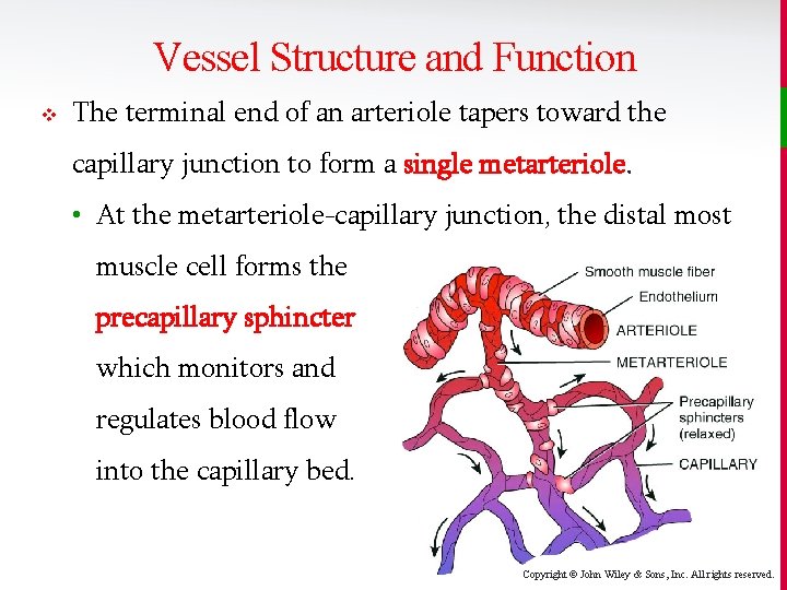 Vessel Structure and Function v The terminal end of an arteriole tapers toward the