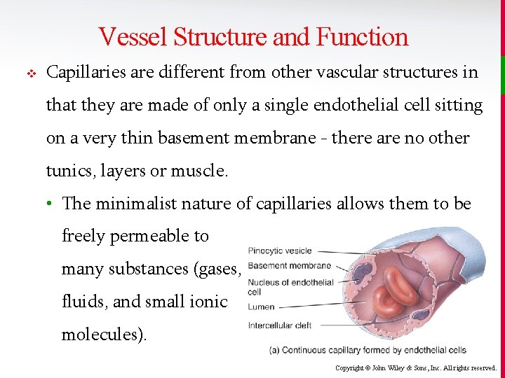 Vessel Structure and Function v Capillaries are different from other vascular structures in that