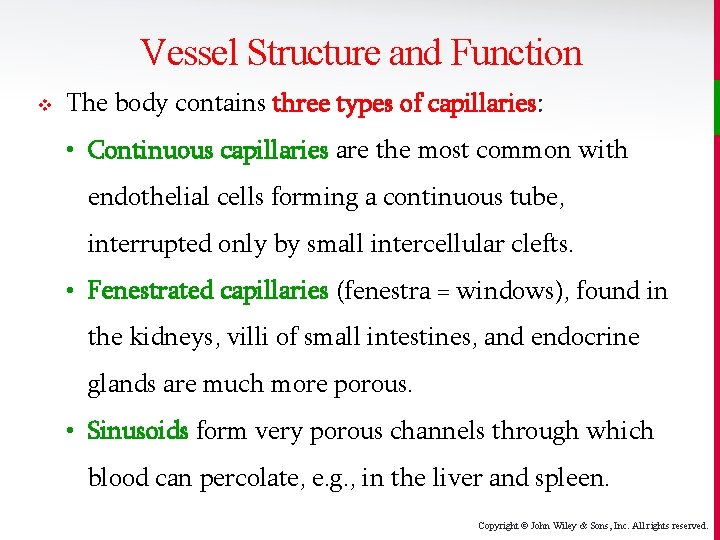 Vessel Structure and Function v The body contains three types of capillaries: • Continuous