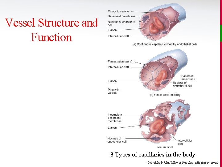 Vessel Structure and Function 3 Types of capillaries in the body Copyright © John
