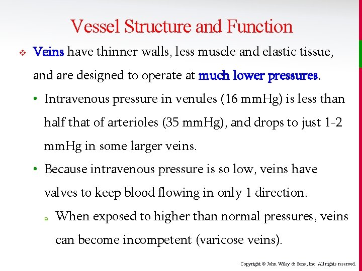 Vessel Structure and Function v Veins have thinner walls, less muscle and elastic tissue,