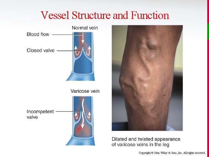 Vessel Structure and Function Copyright © John Wiley & Sons, Inc. All rights reserved.