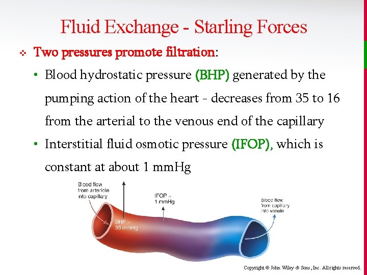 Fluid Exchange - Starling Forces v Two pressures promote filtration: • Blood hydrostatic pressure