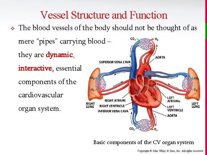 Vessel Structure and Function v The blood vessels of the body should not be