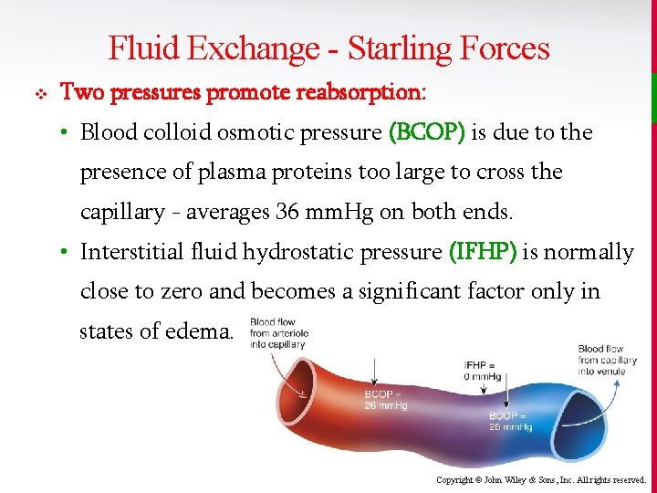 Fluid Exchange - Starling Forces v Two pressures promote reabsorption: • Blood colloid osmotic