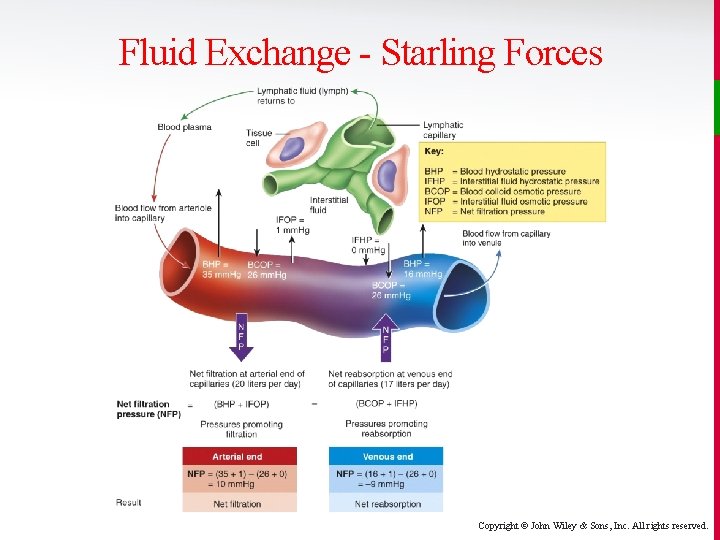 Fluid Exchange - Starling Forces Copyright © John Wiley & Sons, Inc. All rights