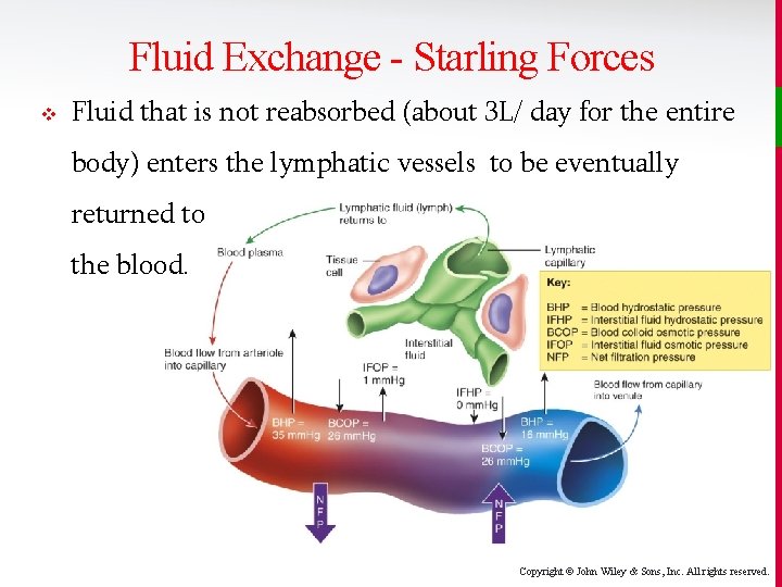 Fluid Exchange - Starling Forces v Fluid that is not reabsorbed (about 3 L/