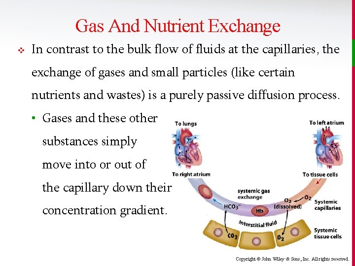 Gas And Nutrient Exchange v In contrast to the bulk flow of fluids at