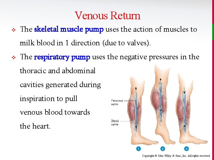 Venous Return v The skeletal muscle pump uses the action of muscles to milk