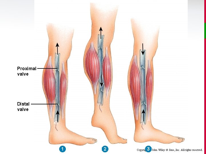 Proximal valve Distal valve 1 2 3 Copyright © John Wiley & Sons, Inc.