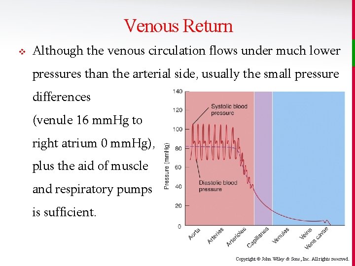 Venous Return v Although the venous circulation flows under much lower pressures than the