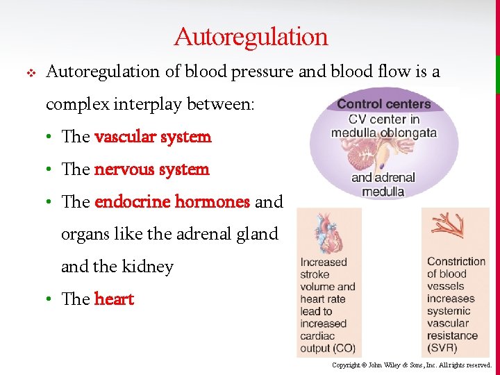 Autoregulation v Autoregulation of blood pressure and blood flow is a complex interplay between: