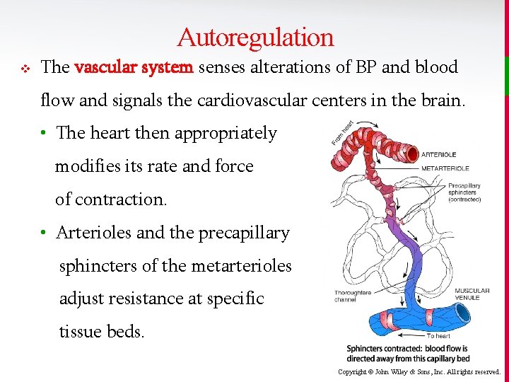 Autoregulation v The vascular system senses alterations of BP and blood flow and signals