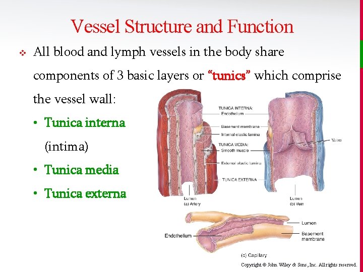 Vessel Structure and Function v All blood and lymph vessels in the body share