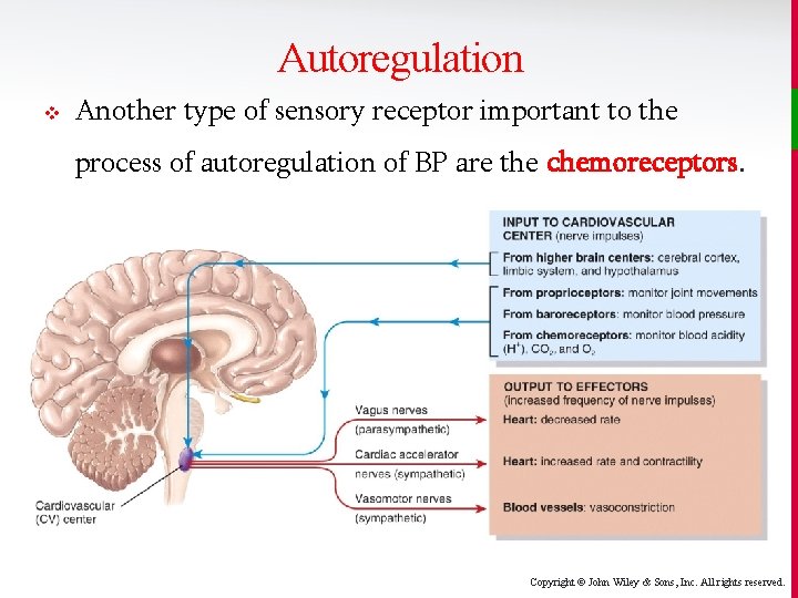 Autoregulation v Another type of sensory receptor important to the process of autoregulation of