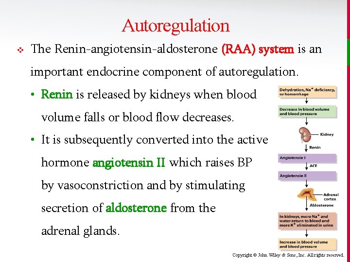 Autoregulation v The Renin-angiotensin-aldosterone (RAA) system is an important endocrine component of autoregulation. •