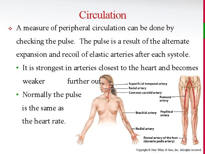 Circulation v A measure of peripheral circulation can be done by checking the pulse.