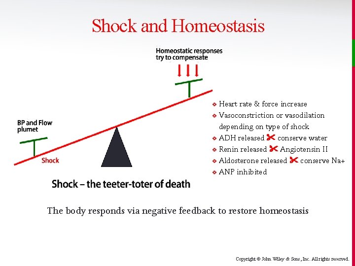 Shock and Homeostasis Heart rate & force increase v Vasoconstriction or vasodilation depending on