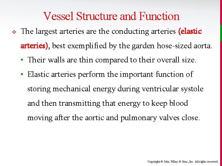 Vessel Structure and Function v The largest arteries are the conducting arteries (elastic arteries),