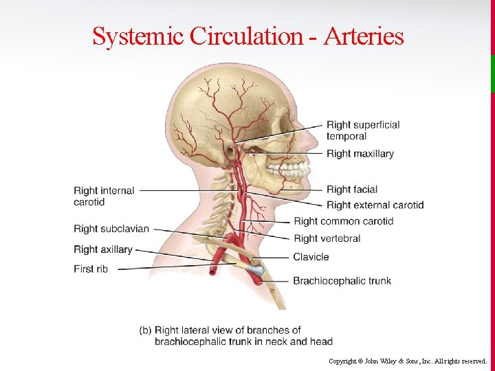 Systemic Circulation - Arteries Copyright © John Wiley & Sons, Inc. All rights reserved.