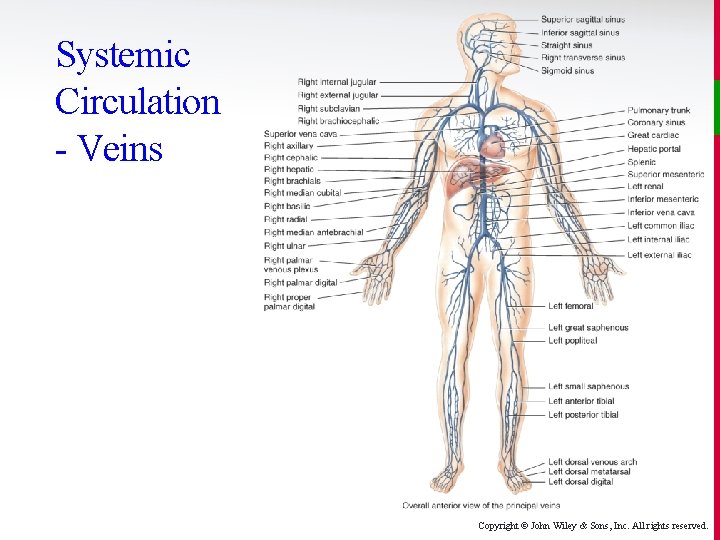 Systemic Circulation - Veins Copyright © John Wiley & Sons, Inc. All rights reserved.