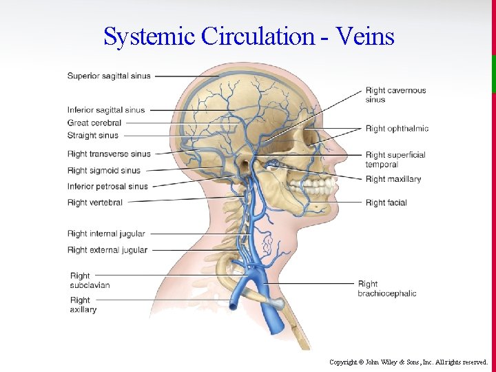 Systemic Circulation - Veins Copyright © John Wiley & Sons, Inc. All rights reserved.