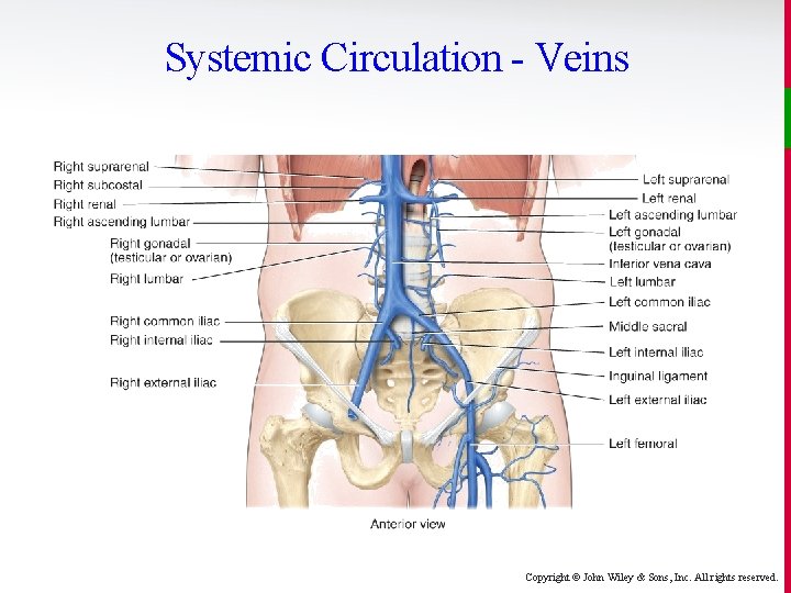 Systemic Circulation - Veins Copyright © John Wiley & Sons, Inc. All rights reserved.
