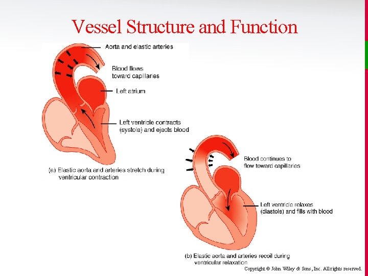 Vessel Structure and Function Copyright © John Wiley & Sons, Inc. All rights reserved.