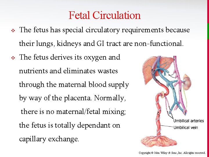 Fetal Circulation v The fetus has special circulatory requirements because their lungs, kidneys and