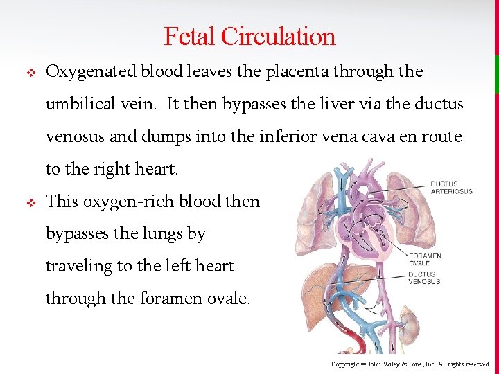 Fetal Circulation v Oxygenated blood leaves the placenta through the umbilical vein. It then