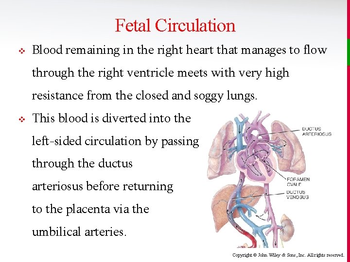 Fetal Circulation v Blood remaining in the right heart that manages to flow through