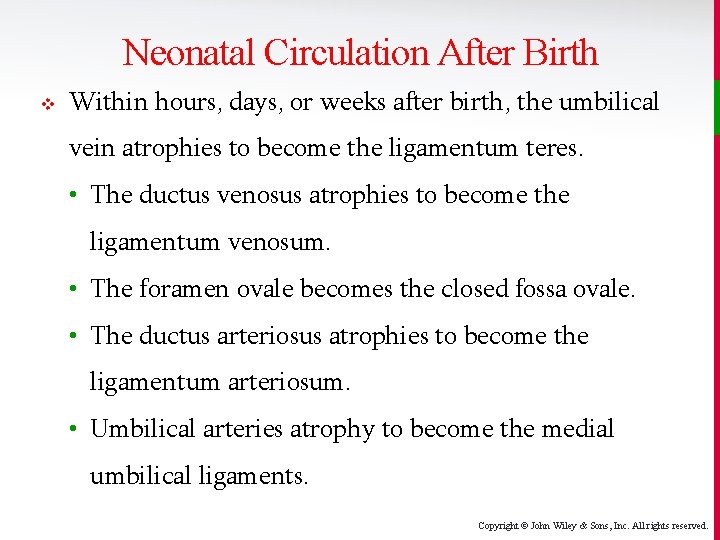 Neonatal Circulation After Birth v Within hours, days, or weeks after birth, the umbilical