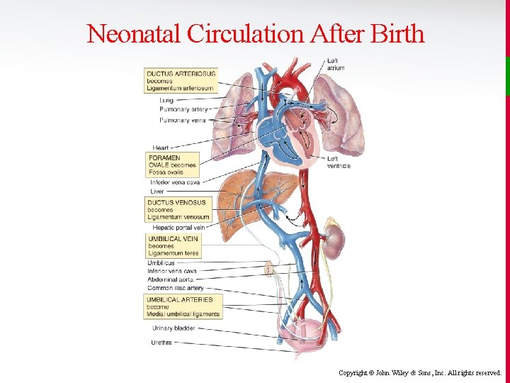 Neonatal Circulation After Birth Copyright © John Wiley & Sons, Inc. All rights reserved.
