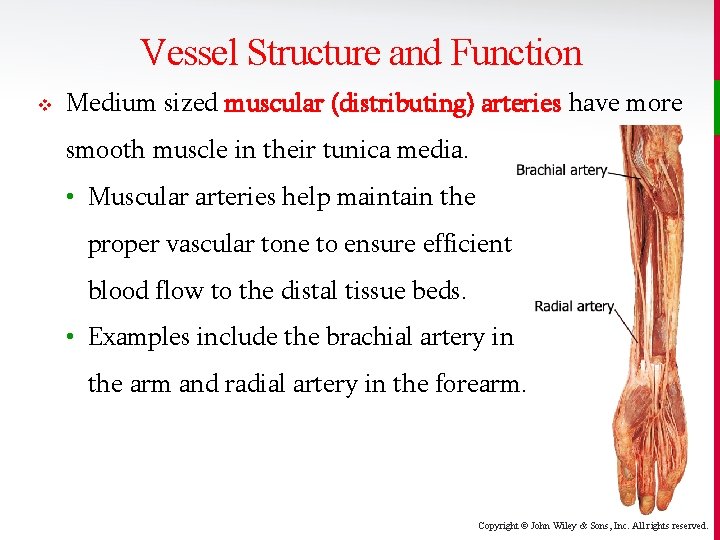 Vessel Structure and Function v Medium sized muscular (distributing) arteries have more smooth muscle