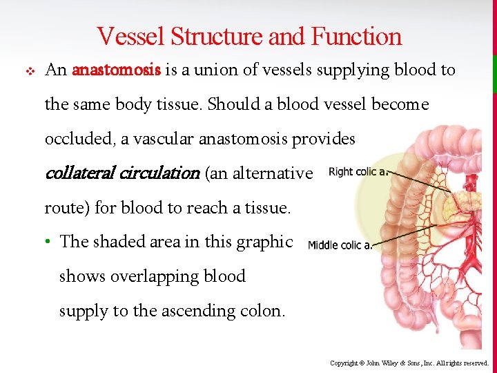 Vessel Structure and Function v An anastomosis is a union of vessels supplying blood
