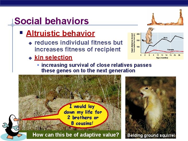 Social behaviors § Altruistic behavior u u reduces individual fitness but increases fitness of