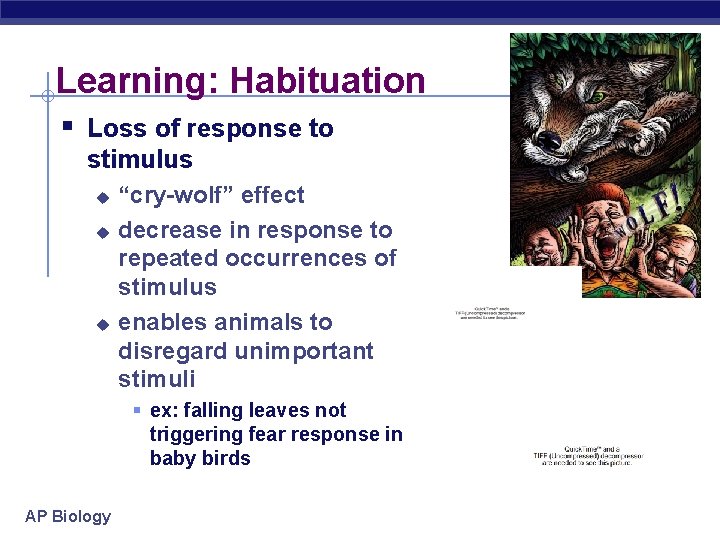 Learning: Habituation § Loss of response to stimulus u u u “cry-wolf” effect decrease