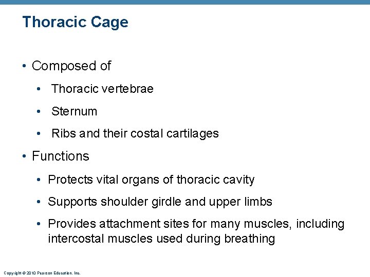 Thoracic Cage • Composed of • Thoracic vertebrae • Sternum • Ribs and their