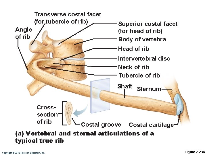 Transverse costal facet (for tubercle of rib) Angle of rib Superior costal facet (for