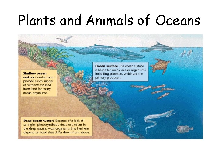Plants and Animals of Oceans 