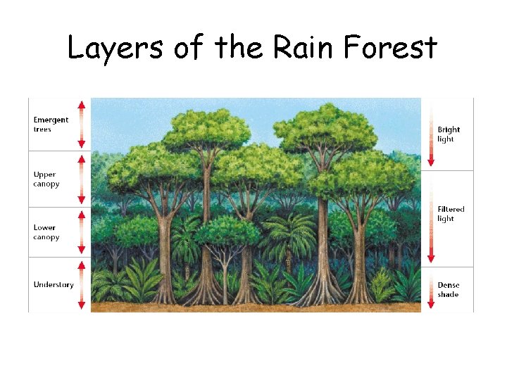 Layers of the Rain Forest 