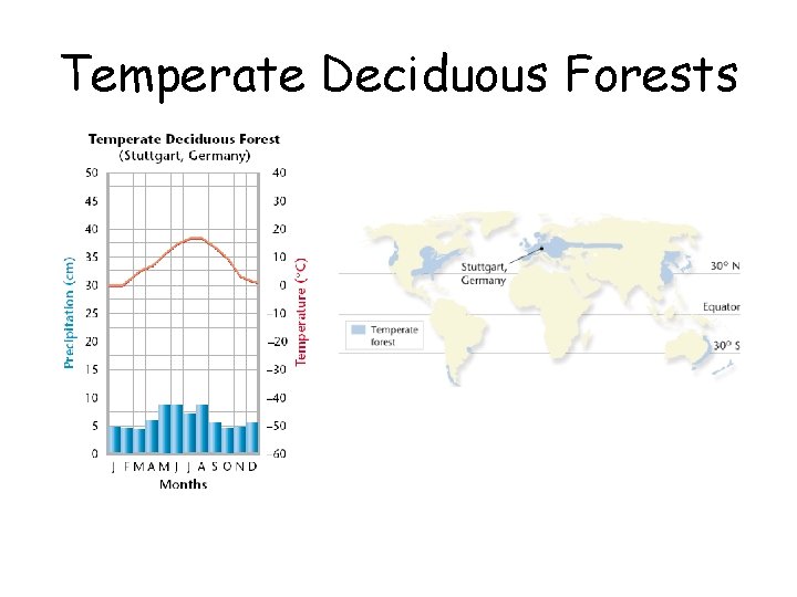Temperate Deciduous Forests 