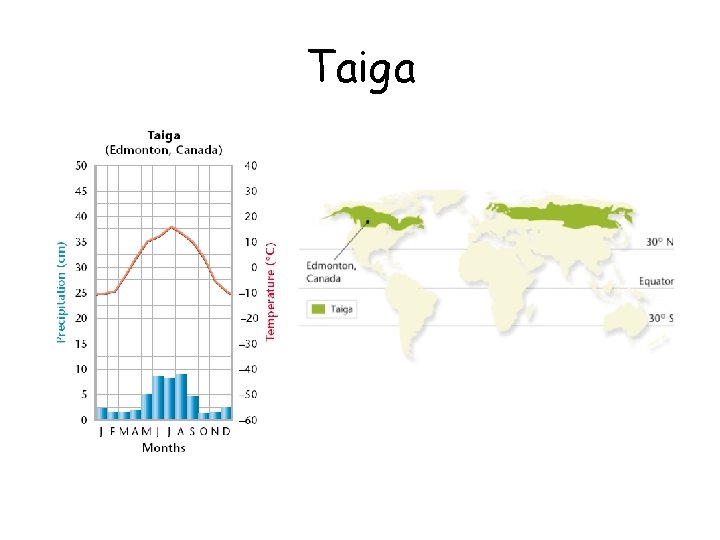 Taiga 