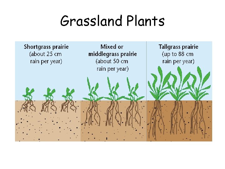 Grassland Plants 