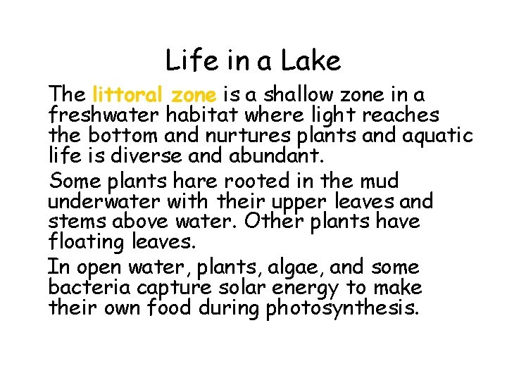 Life in a Lake • The littoral zone is a shallow zone in a